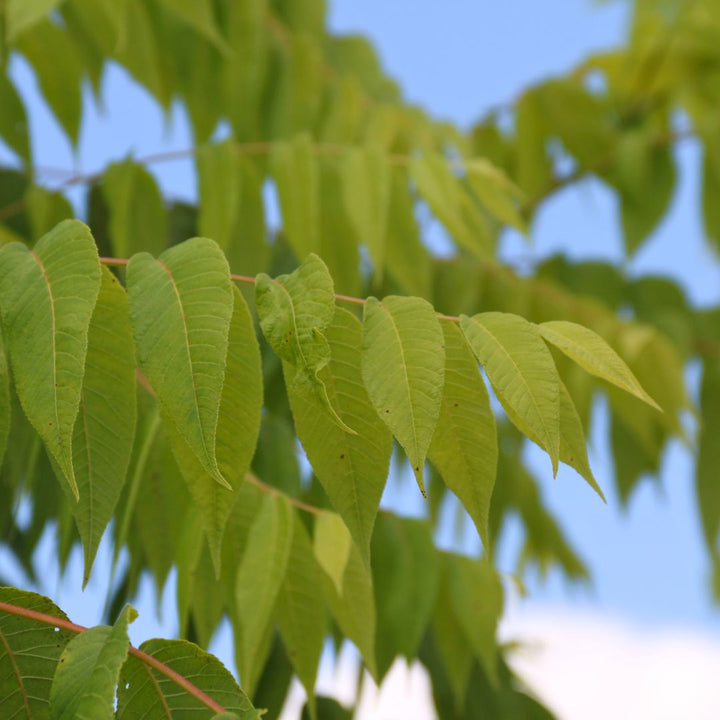 Wirebasket Deciduous Trees