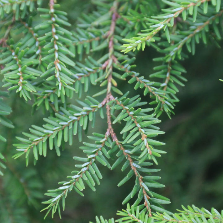 Wirebasket Coniferous Trees