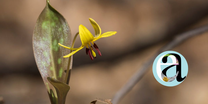 Ephemeral Ark - Ontario native woodland plants