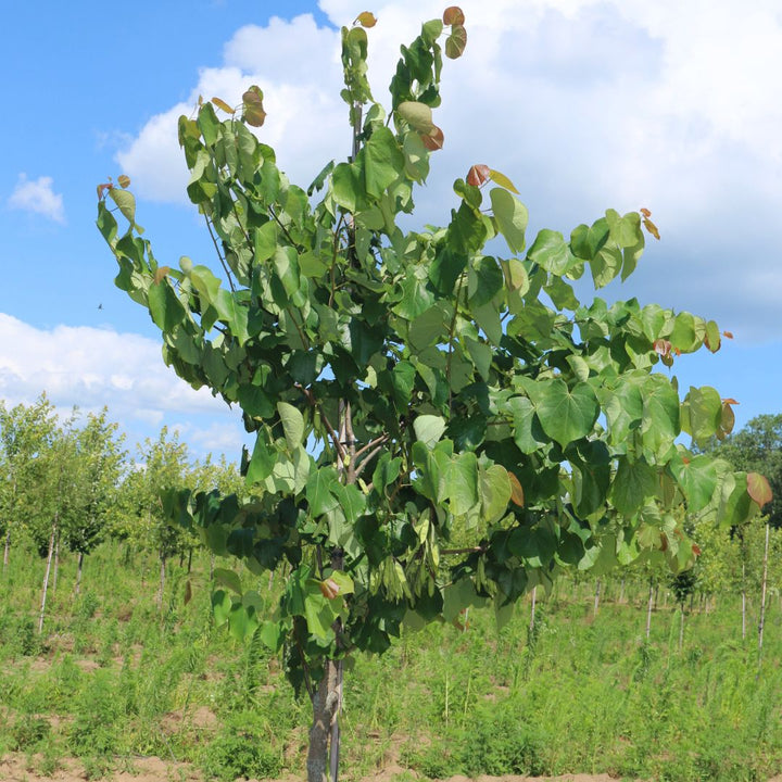 Redbud Tree