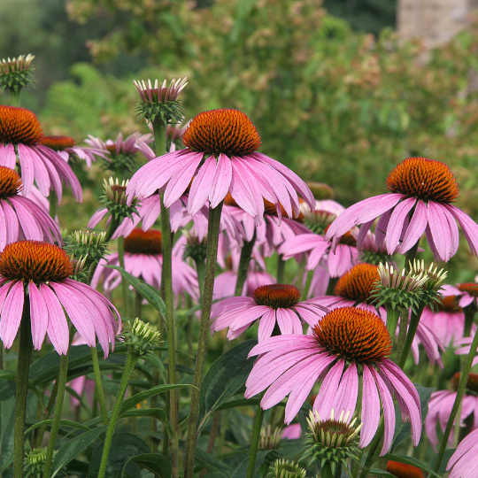 Purple Coneflower - Echinacea purpurea | Perennial from StWilliamsNursery&EcologyCentre