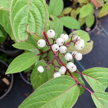 Red Osier Dogwood - Cornus stolonifera (C. sericea) | Shrub from StWilliamsNursery&EcologyCentre