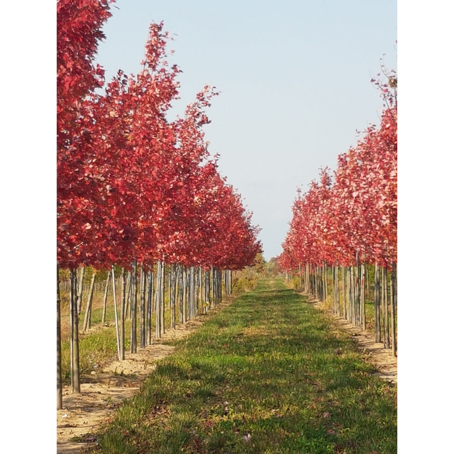 Autumn Blaze Freeman's Maple 'Jeffersred'  - Acer freemanii 'Jeffersred'  | Deciduous Tree from ABTrees