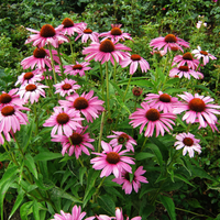 Purple Coneflower - Echinacea purpurea | Perennial from StWilliamsNursery&EcologyCentre