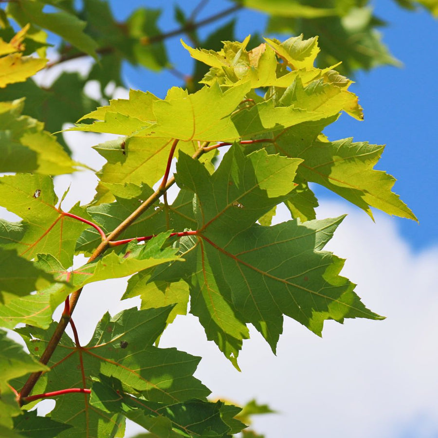 Autumn Fantasy Freeman's Maple 'Autumn Fantasy' - Acer freemanii 'Autumn Fantasy' | Deciduous Tree from ABTrees