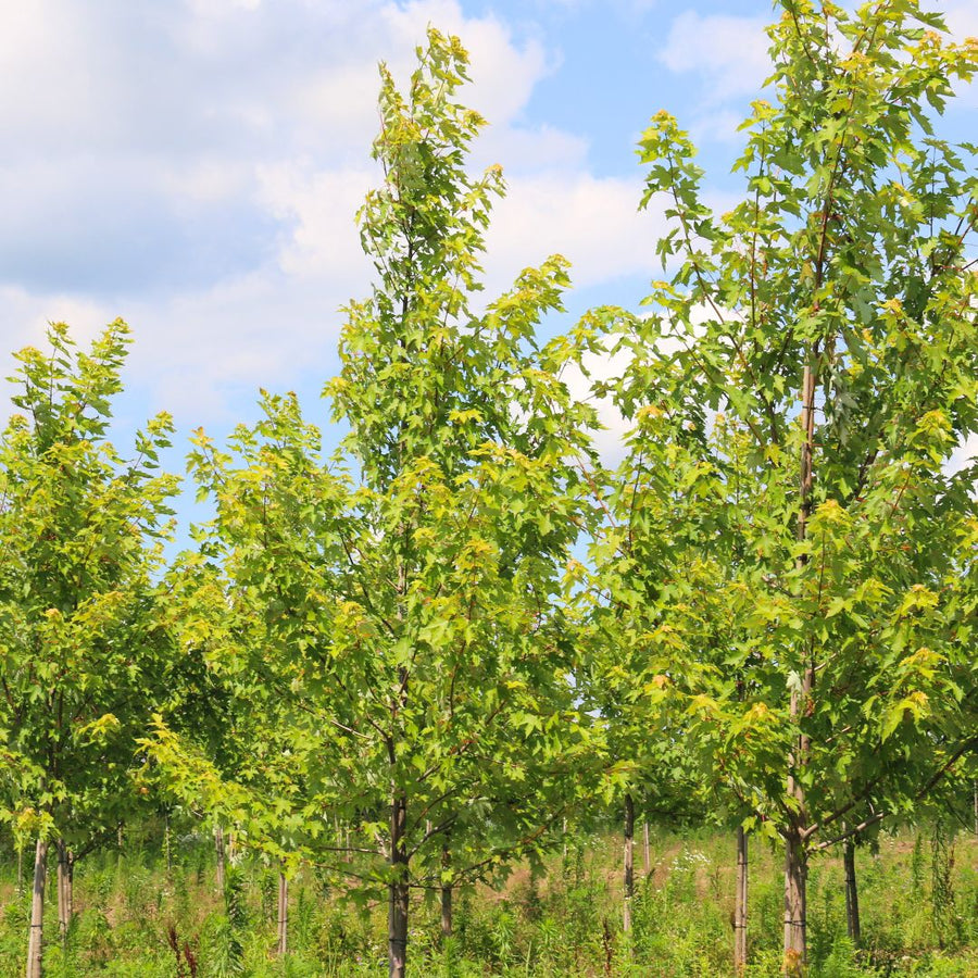 Autumn Fantasy Freeman's Maple 'Autumn Fantasy' - Acer freemanii 'Autumn Fantasy' | Deciduous Tree from ABTrees