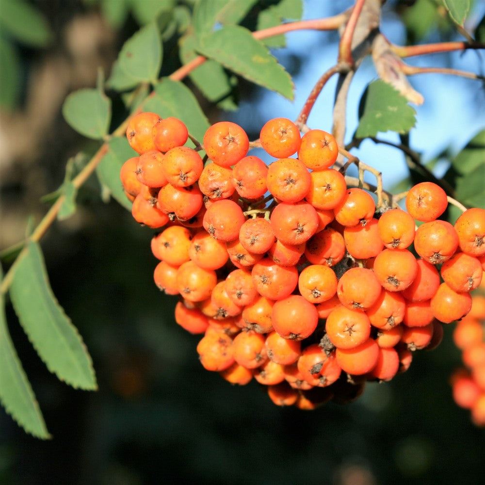 American Mountain Ash - Sorbus americana | Tree - Deciduous from StWilliamsNursery&EcologyCentre