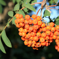 American Mountain Ash - Sorbus americana | Tree - Deciduous from StWilliamsNursery&EcologyCentre