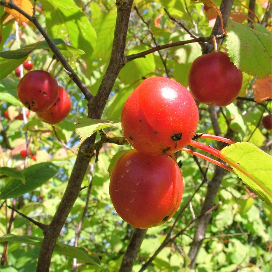 American Plum - Prunus americana | Tree - Deciduous from StWilliamsNursery&EcologyCentre