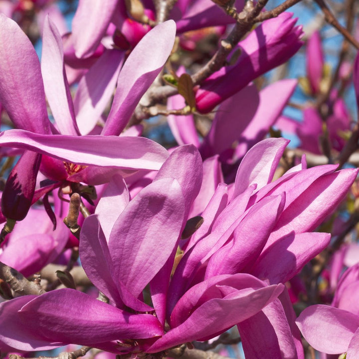 Ann Magnolia  - Magnolia sp. 'Ann'  | Ornamental from ABTrees