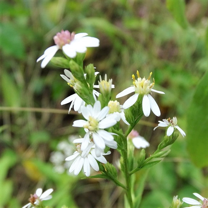 Arrow-Leaved Aster - Symphyotrichum urophyllum | Perennial from StWilliamsNursery&EcologyCentre