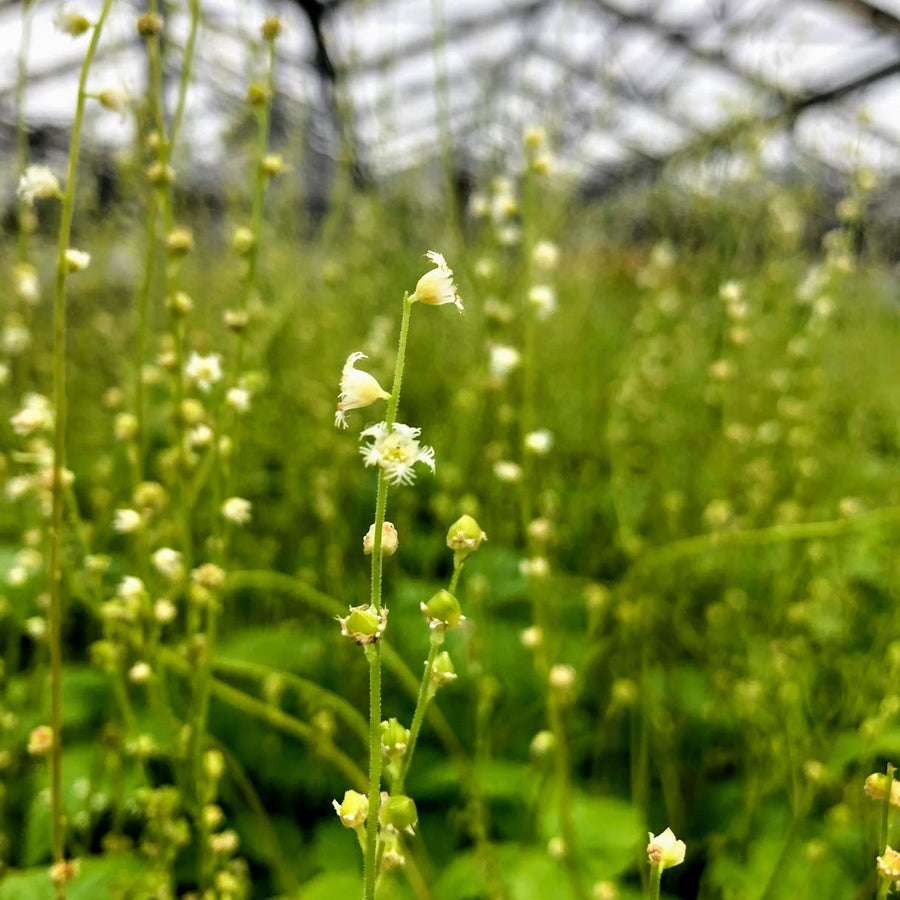 Bishop's Cap - Mitella diphylla | Perennial from EphemeralArk