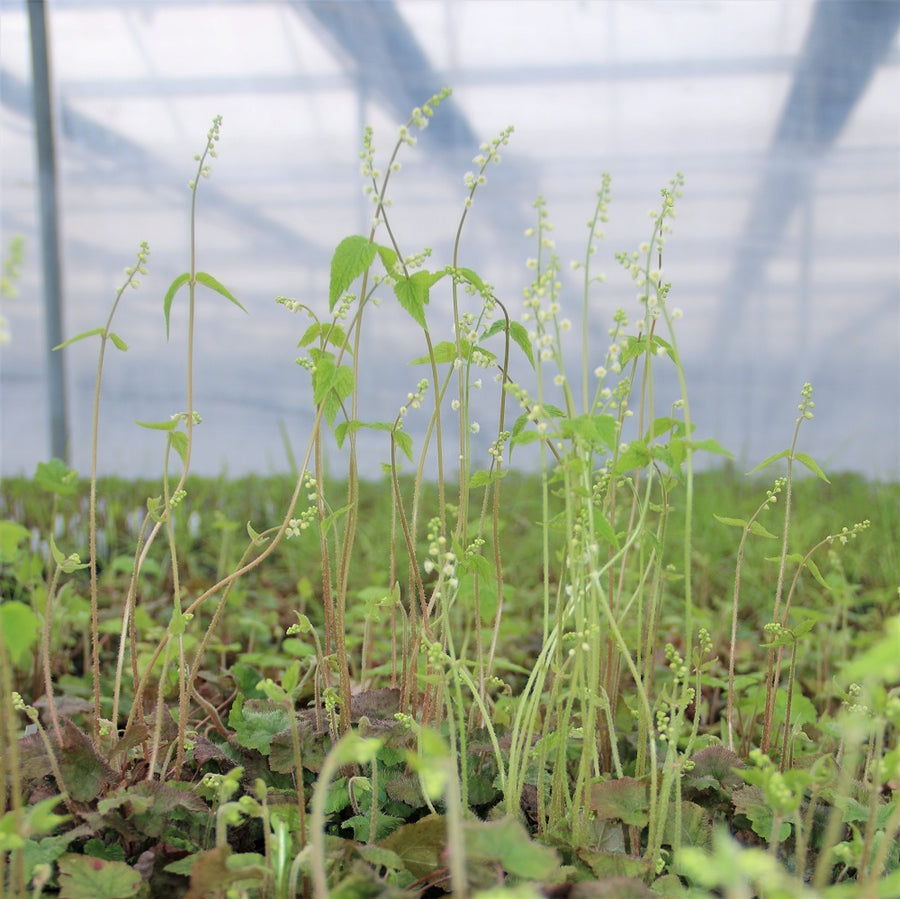 Bishop's Cap - Mitella diphylla | Perennial from EphemeralArk