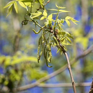 Bitternut Hickory  - Carya cordiformis  | Deciduous Tree from ABTrees