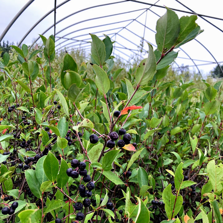 Black Chokeberry - Aronia melanocarpa | Shrub from StWilliamsNursery&EcologyCentre