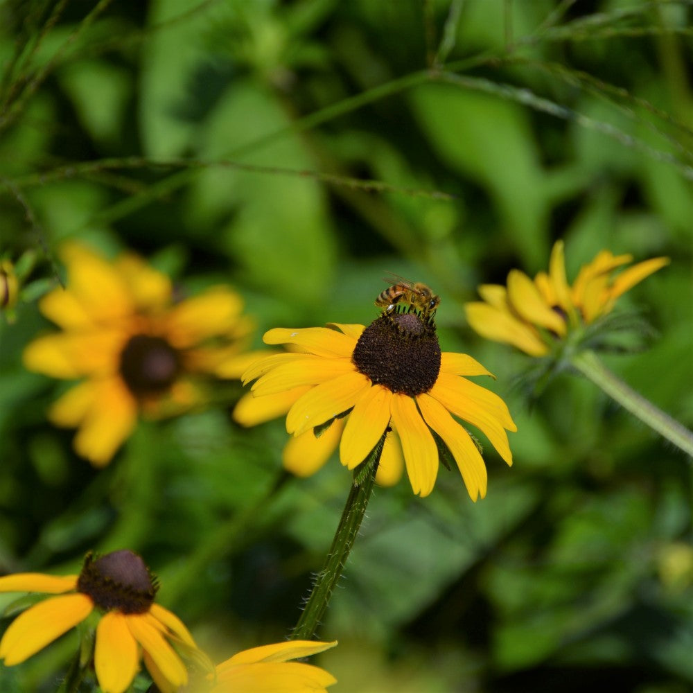 Brown-Eyed;Black-Eyed Susan - Rudbeckia hirta | Perennial from StWilliamsNursery&EcologyCentre