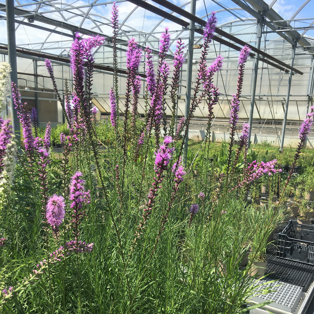 Dense Blazing Star;Spiked Blazing Star - Liatris spicata | Perennial from StWilliamsNursery&EcologyCentre