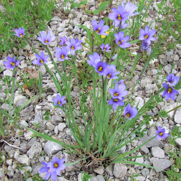 Blue-Eyed Grass - Sisyrinchium montanum | Perennial from StWilliamsNursery&EcologyCentre