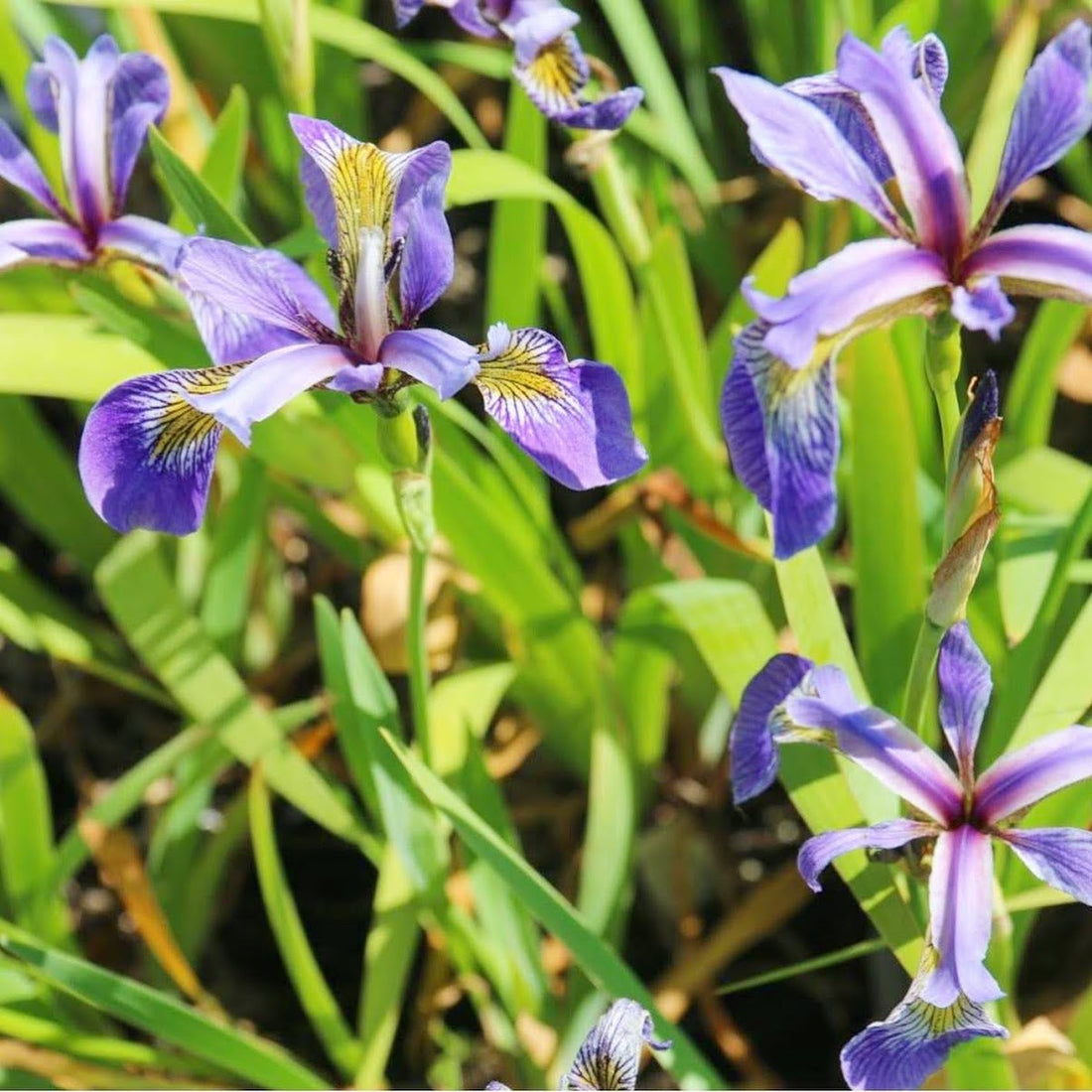 Northern Wild Blue Flag - Iris versicolor | Perennial from StWilliamsNursery&EcologyCentre