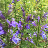 Great Blue Lobelia - Lobelia siphilitica | Perennial from StWilliamsNursery&EcologyCentre