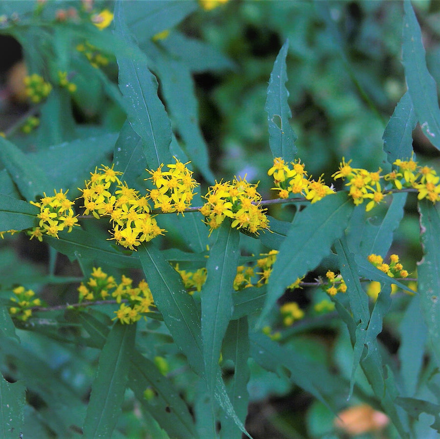 Blue-Stemmed Goldenrod - Solidago caesia | Perennial from StWilliamsNursery&EcologyCentre