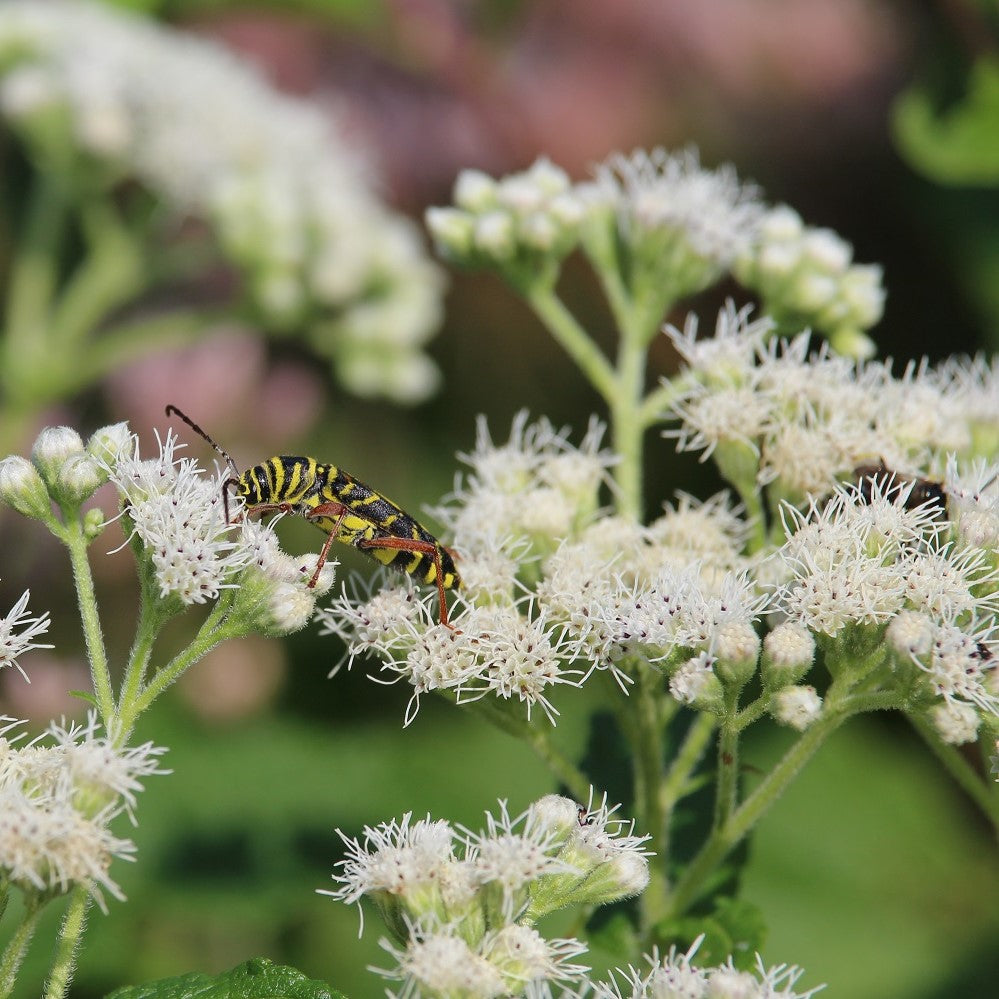 Common Boneset - Eupatorium perfoliatum | Perennial from StWilliamsNursery&EcologyCentre