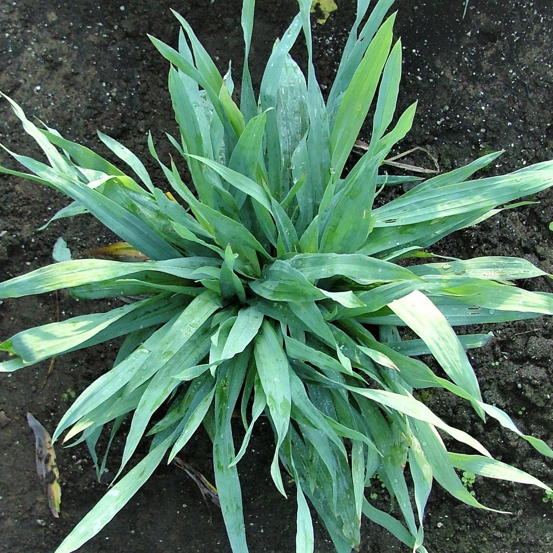 Broad-Leaved Sedge - Carex platyphylla | Perennial from StWilliamsNursery&EcologyCentre