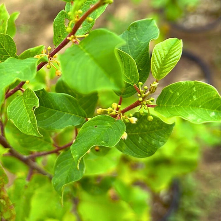 Alder-Leaved Buckthorn - Rhamnus alnifolia | Shrub from StWilliamsNursery&EcologyCentre