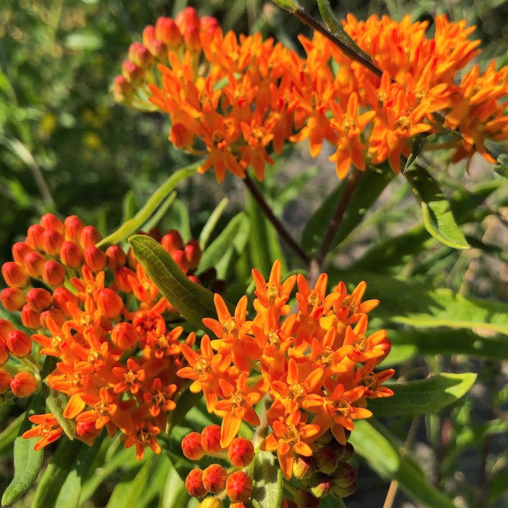 Butterfly Milkweed;Butterflyweed - Asclepias tuberosa | Perennial from StWilliamsNursery&EcologyCentre
