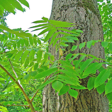 Butternut - Juglans cinerea | Tree - Deciduous from StWilliamsNursery&EcologyCentre