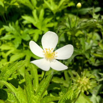 Canada Anemone - Anemone canadensis | Perennial from StWilliamsNursery&EcologyCentre