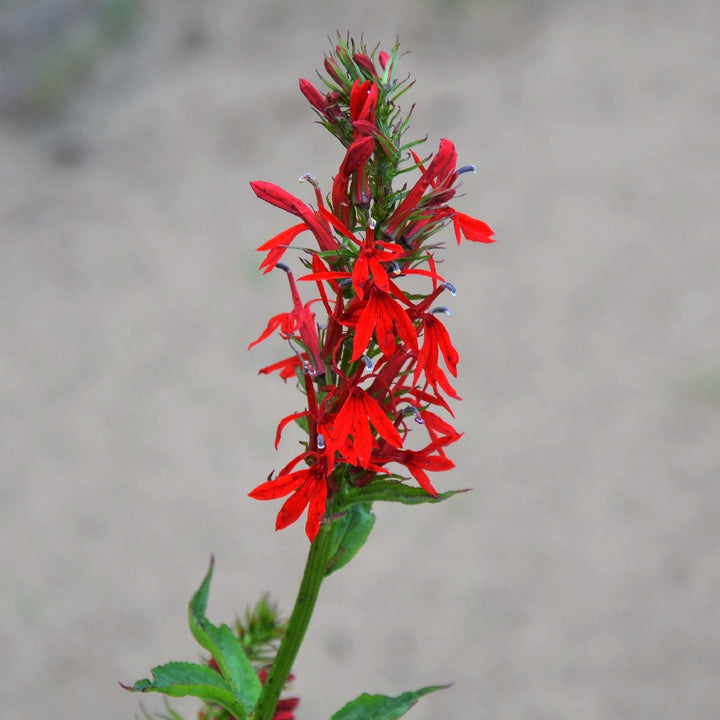 Cardinal Flower - Lobelia cardinalis | Perennial from StWilliamsNursery&EcologyCentre