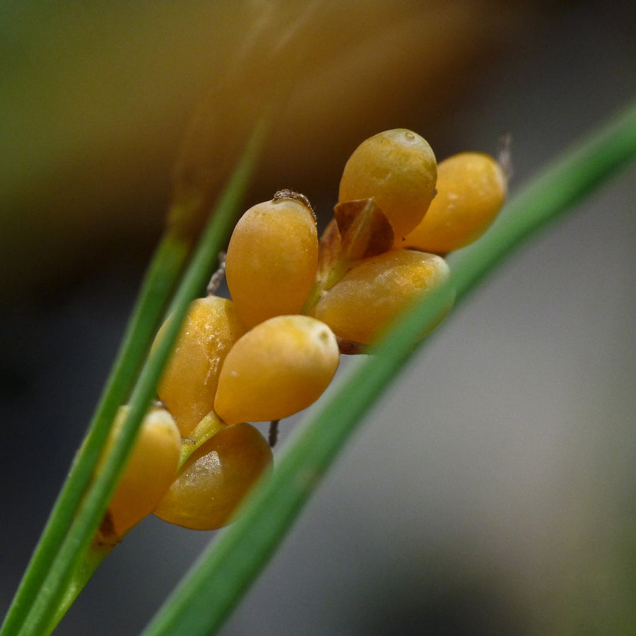 Golden-Fruited Sedge - Carex aurea | Perennial from StWilliamsNursery&EcologyCentre