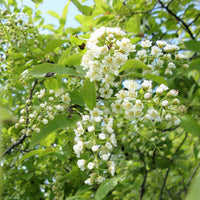 Choke Cherry - Prunus virginiana | Shrub from StWilliamsNursery&EcologyCentre