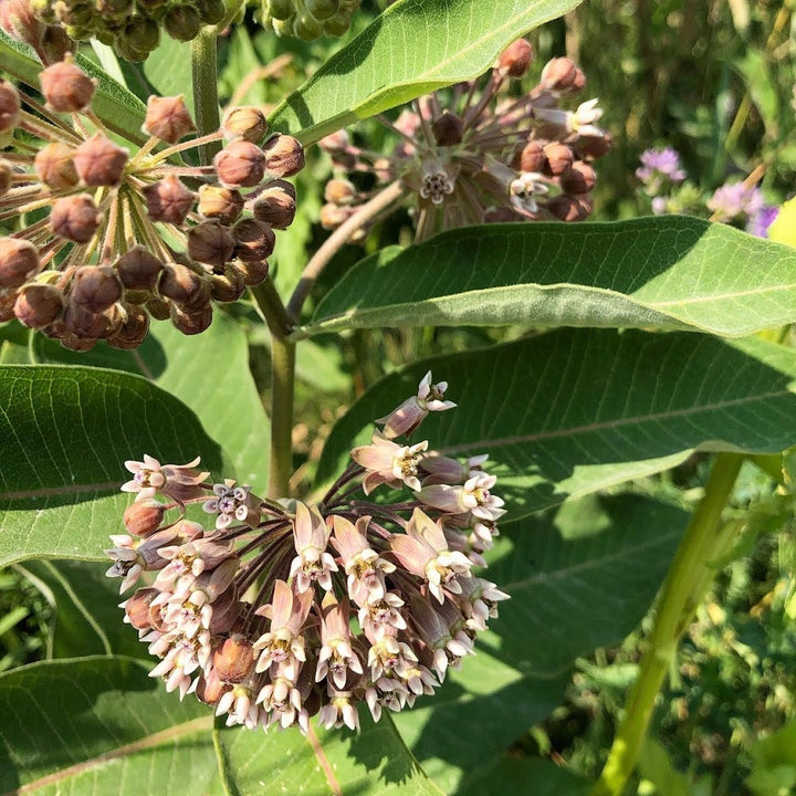 Common Milkweed - Asclepias syriaca | Perennial from StWilliamsNursery&EcologyCentre