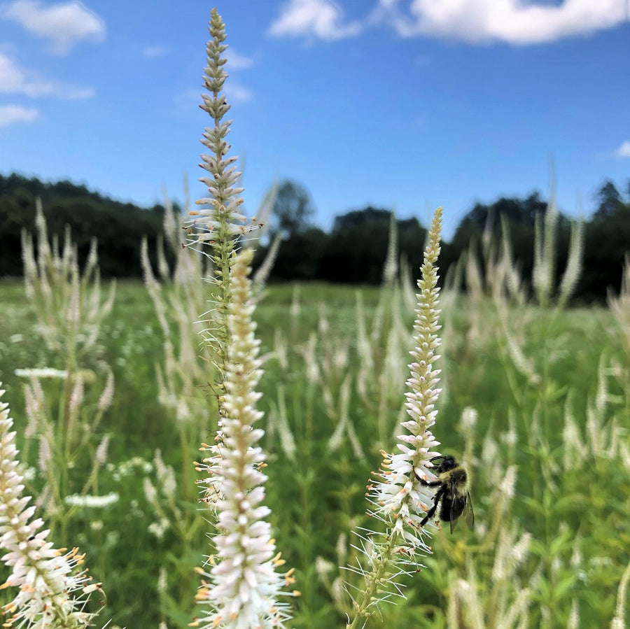 Culver's Root - Veronicastrum virginicum | Perennial from StWilliamsNursery&EcologyCentre