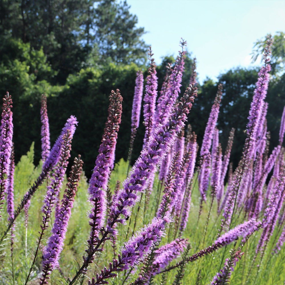 Dense Blazing Star;Spiked Blazing Star - Liatris spicata | Perennial from StWilliamsNursery&EcologyCentre