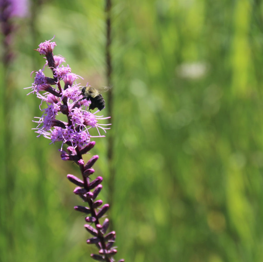 Dense Blazing Star;Spiked Blazing Star - Liatris spicata | Perennial from StWilliamsNursery&EcologyCentre