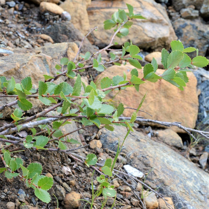 Bog Birch;Dwarf Birch - Betula pumila | Shrub from StWilliamsNursery&EcologyCentre