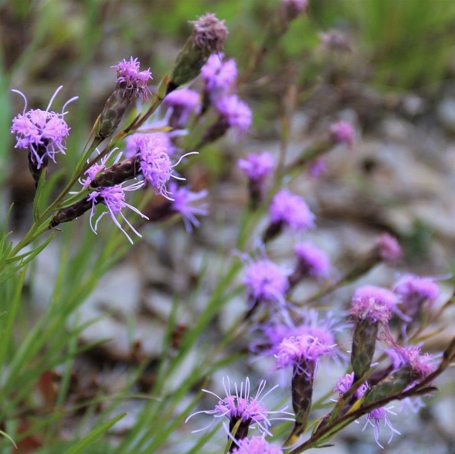 Cylindrical;Dwarf Blazing Star - Liatris cylindracea | Perennial from StWilliamsNursery&EcologyCentre