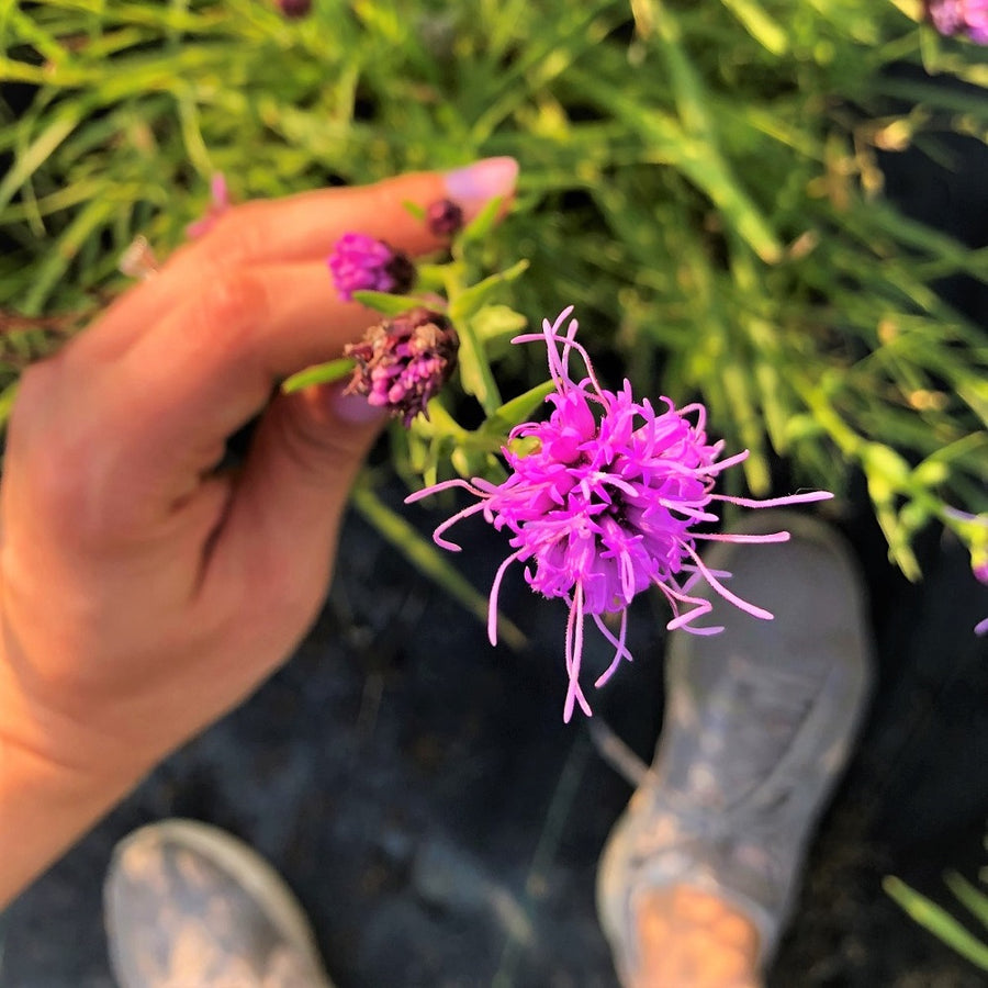 Cylindrical;Dwarf Blazing Star - Liatris cylindracea | Perennial from StWilliamsNursery&EcologyCentre