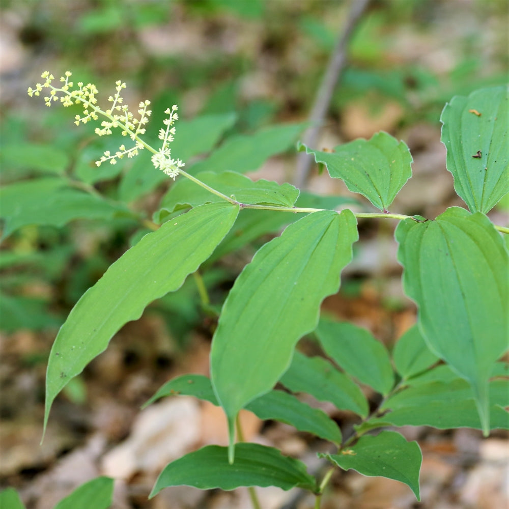 False Solomon-Seal - Maianthemum racemosum | Perennial from EphemeralArk