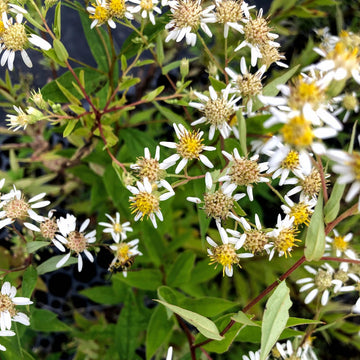 Flat-Topped Aster - Doellingeria umbellata | Perennial from StWilliamsNursery&EcologyCentre