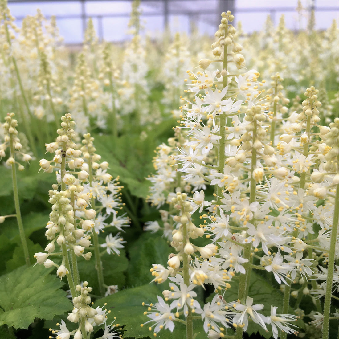 Foamflower - Tiarella cordifolia | Perennial from StWilliamsNursery&EcologyCentre