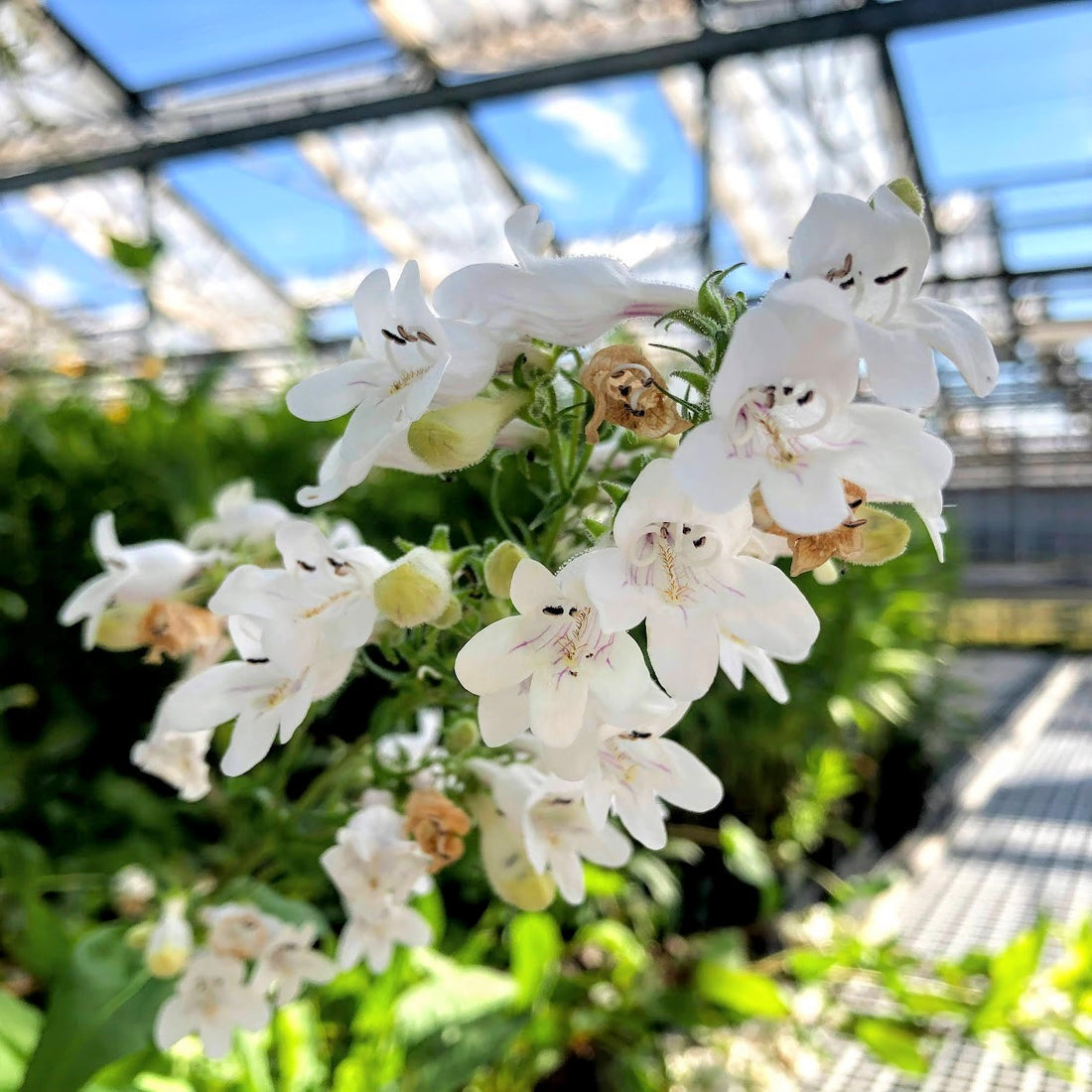 Foxglove Beard-Tongue - Penstemon digitalis | Perennial from StWilliamsNursery&EcologyCentre