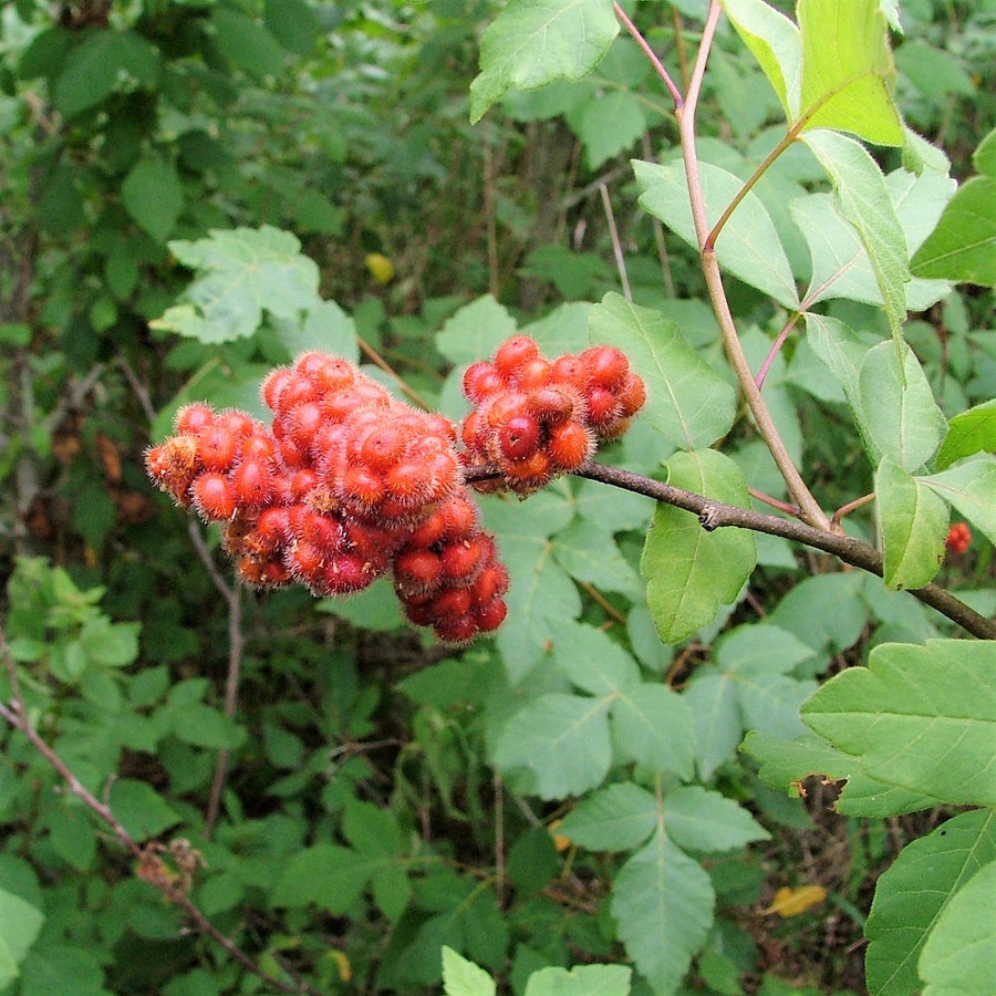 Fragrant Sumac - Rhus aromatica | Shrub from StWilliamsNursery&EcologyCentre