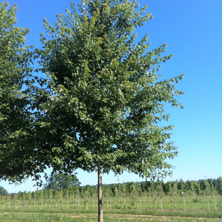 Freeman's Maple;Swamp Maple - Acer x freemanii | Tree - Deciduous from StWilliamsNursery&EcologyCentre