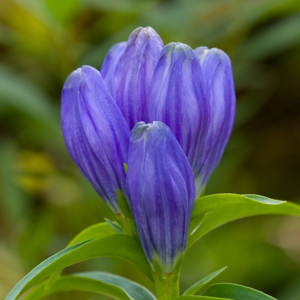 Closed Gentian;Bottle Gentian - Gentiana andrewsii | Pots // Native pl ...