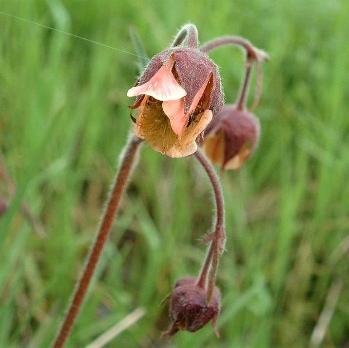 Purple Avens;Purple Geum - Geum rivale | Perennial from StWilliamsNursery&EcologyCentre