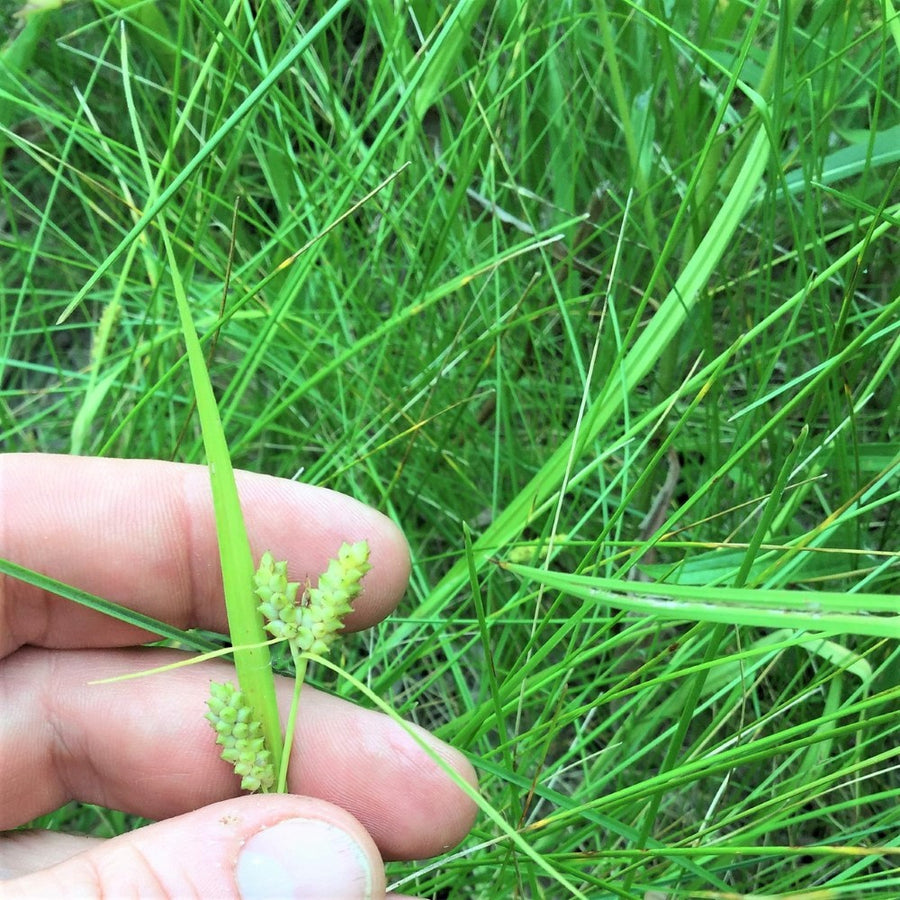 Meadow;Grain Sedge - Carex granularis | Perennial from StWilliamsNursery&EcologyCentre